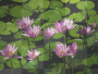 Water Lilies