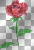 rose