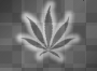 weed