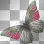 Butterfly Butterfly