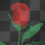 Red Roses=Luv