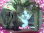 Kitty says HI