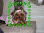coco st patty