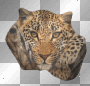tiger by karen0428