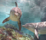 dolphins