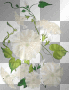 white flowers