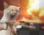 Pussy Gone Wild