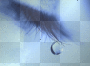 Tear