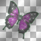 butterfly flash butterfly flash