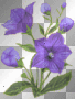 Purple Blue