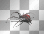 crawling spider