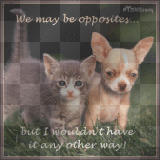 Kitty and Doggy!!!