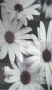white flowers
