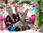 B. and Sugar