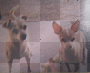 budbud n peanut