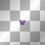 Butterflys Butterflys