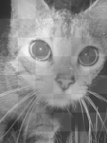 cute pixiebob kitten flower night dark friends love adorable cat kitten