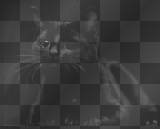 black cat background, animated