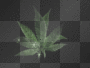 weed leaf spin