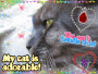My cat