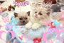 2 cute kitties