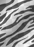 zebra yo