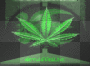 weed globe