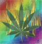 marijuana