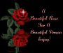 a beautiful rose