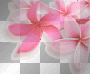 Pink Flowers