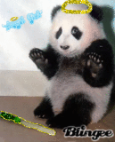 Innocent little girl panda cub!