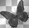 black butterfly