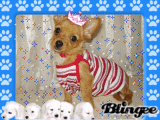 my dog