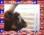 cowblinee