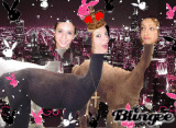 llama
