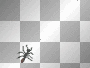 Spider Spider