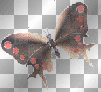 brown and red butterfly