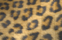 leopard print