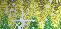 spring green