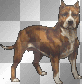 Pit Bull