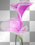 Pinklilies