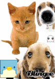 animals