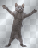 dancing cat, dance, hot, sexy, grey, gray, lol, funny, happy, laugh, kitten, bff, luv, love