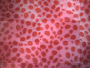 Pink Red Leopard Pink Red Leopard