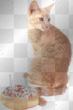 kitty birthday 3