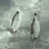 Mean penguin