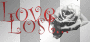 Love Lost Black Rose