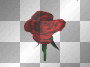 A Rose