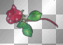 Red Rose