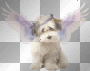 puppy angel
